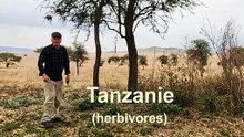 Afrique : Tanzanie (herbivores)