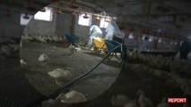 Influenza aviaria in Italia, le immagini delle anatre uccise a bastonate: l'anticipazione della puntata di Report