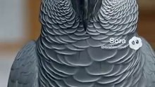 Ce perroquet est le plus insolent de France😂🦜👮🏻 #humourfrançais #funny #humoristefrancais