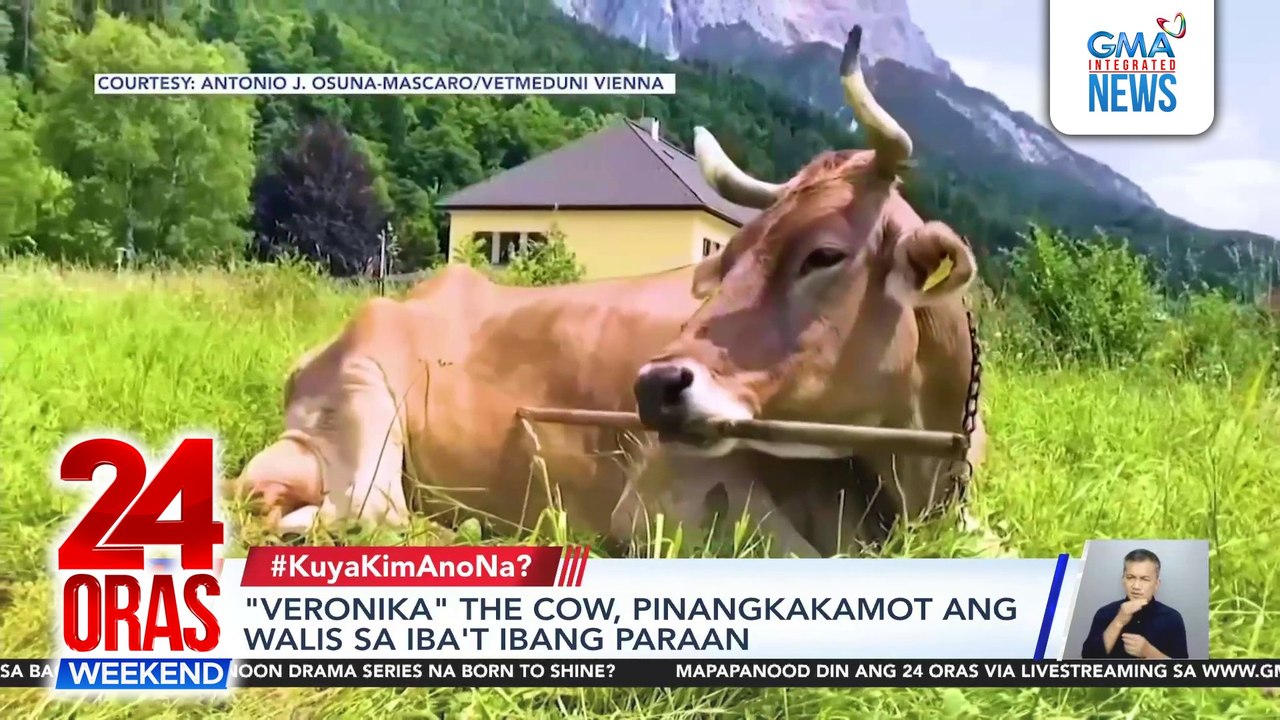 “Veronika” the cow scratches the surface of animal intelligence | 24 Oras Weekend