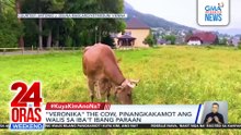 “Veronika” the cow, pinangkakamot ang walis sa iba't ibang paraan | 24 Oras Weekend