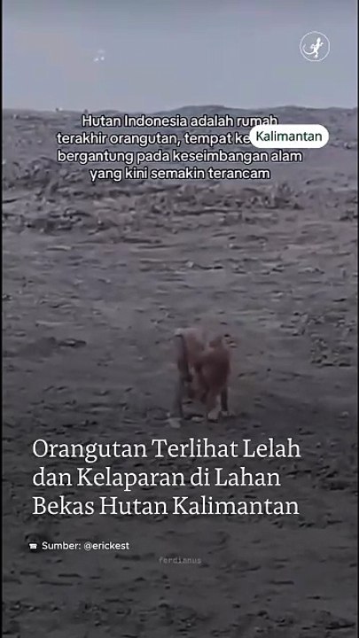 Orangutan Terlihat Lelah dan Kelaparan di Lahan Bekas Hutan Kalimantan