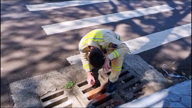 Gato cai em bueiro, fica preso e Bombeiros são acionados