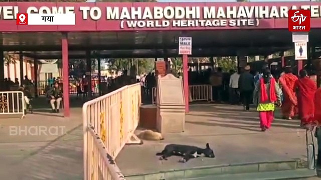 बिहार में 'डॉग बाइट' से कोहराम, 3 लाख लोग शिकार, सिर्फ बोधगया में 82 हजार से ज्यादा लहूलुहान