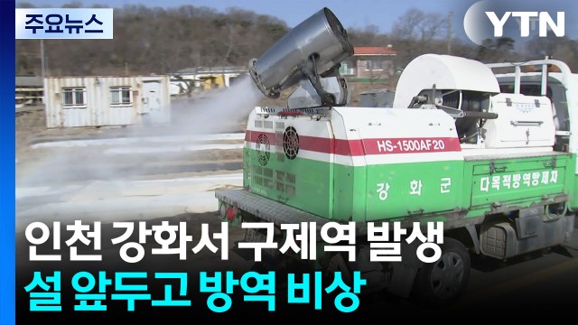 인천 강화서 구제역 발생...설 앞두고 방역 비상 / YTN