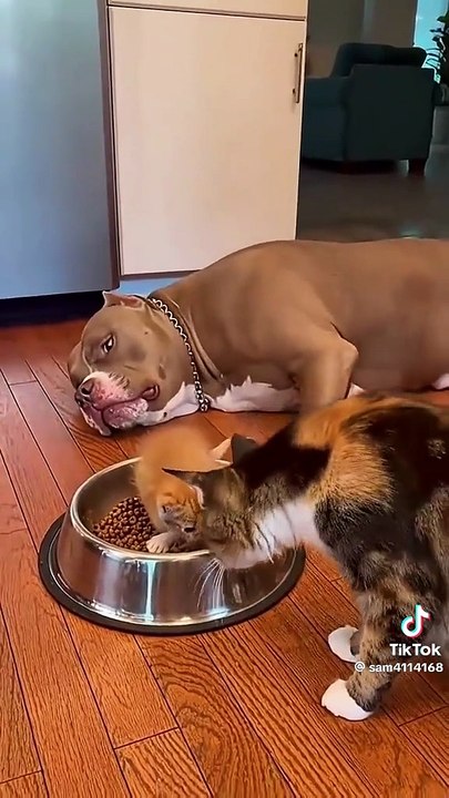 Witzige Hunde und Katzen