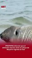 🦭🌊 PROFEPA informó que el elefante marino visto en playa de Nayarit regresó al mar