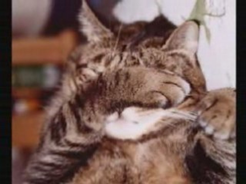 Chats, les  morderireeeee