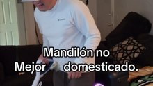 Mandilón o lobo domesticado