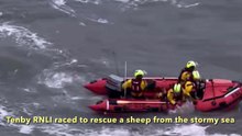 Tenby RNLI race to rescue cliff-chased sheep from drowing in rough sea
