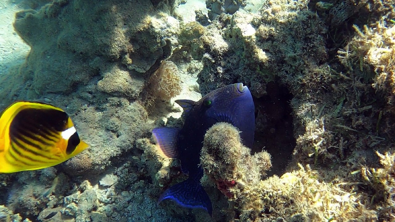 Baliste bleu 18''