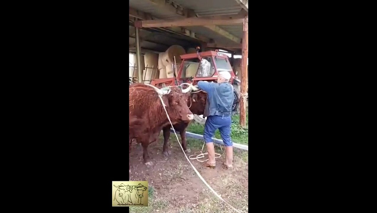 Travail avec deux vaches Salers chez Gérald Dumont en 2025