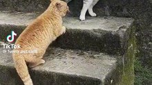 Cat fighting