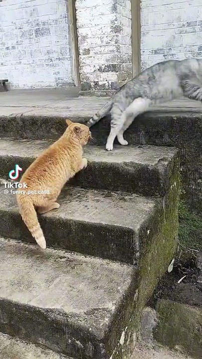 Cat fighting
