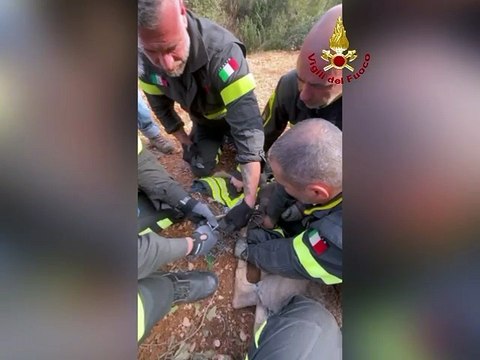 Daino intrappolato nella recinzione: i vigili del fuoco lo salvano nelle cave di Montioni