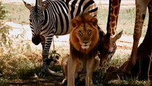 The Roar of the Lion 😲 #lion #tiger #zebra #wild
