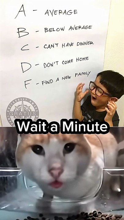 #cat #trending #catmemes #memes #trending #cute #fyp