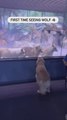 Amigos a primera vista: la reacción de un golden retriever al ver a lobos en un zoo