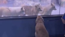 Amigos a primera vista: la reacción de un golden retriever al ver a lobos en un zoo