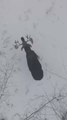 Imágenes increíbles entre la nieve: captan a un alce mudando sus astas