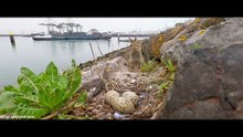 Άγρια Λιμάνια της Ευρώπης (Wild Port of Europe)