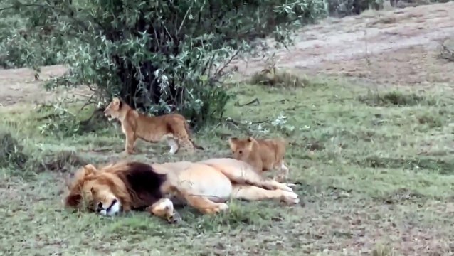 Male Lion trying to rest but his cub have other ideas