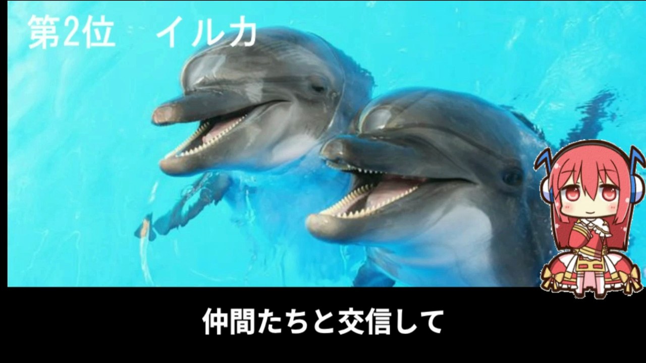 【豆知識】賢い動物ランキング TOP10　【Trivia News】Top 10 Smartest Animals Ranking