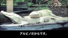 【豆知識】純白の動物たち　【Trivia News】White Animals
