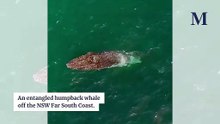 Entangled humpback whale off the NSW Far South Coast.