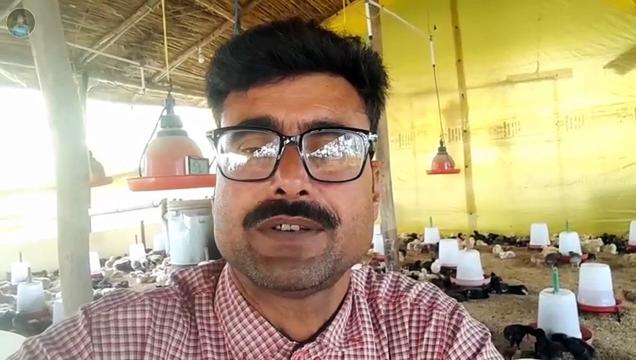 koiler ffg 3 se 10 Din Ka management | desi murgi palan | desi murgi form