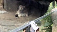 The Manul Mother Az Is Grooming Herself So Fast!