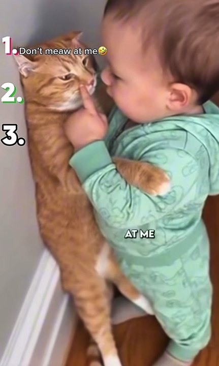 Funny cat