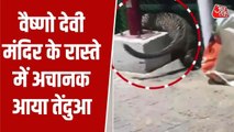 जंगल से निकलकर माता वैष्णोदेवी मंदिर के ट्रैक पर आ गया तेंदुआ, देखें