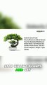 Dekorly Small Artificial Bonsai Tree 🌿✨ Perfect Home & Office Decor | Trending Decor Product