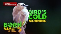 Isang garden sa Albay, tahanan ng iba't ibang uri ng ibon! | Born To Be Wild