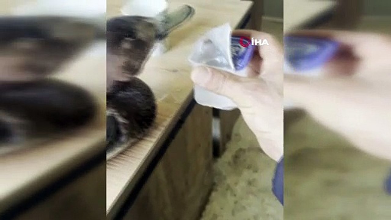 Yaralı halde bulduğu ördeğe çocuğu gibi baktı