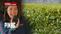 Paggawa ng uling na mula sa water hyacinth, alamin! | Pinas Sarap
