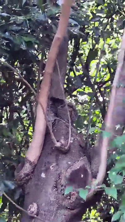 🐒 Marmo… quoi ?