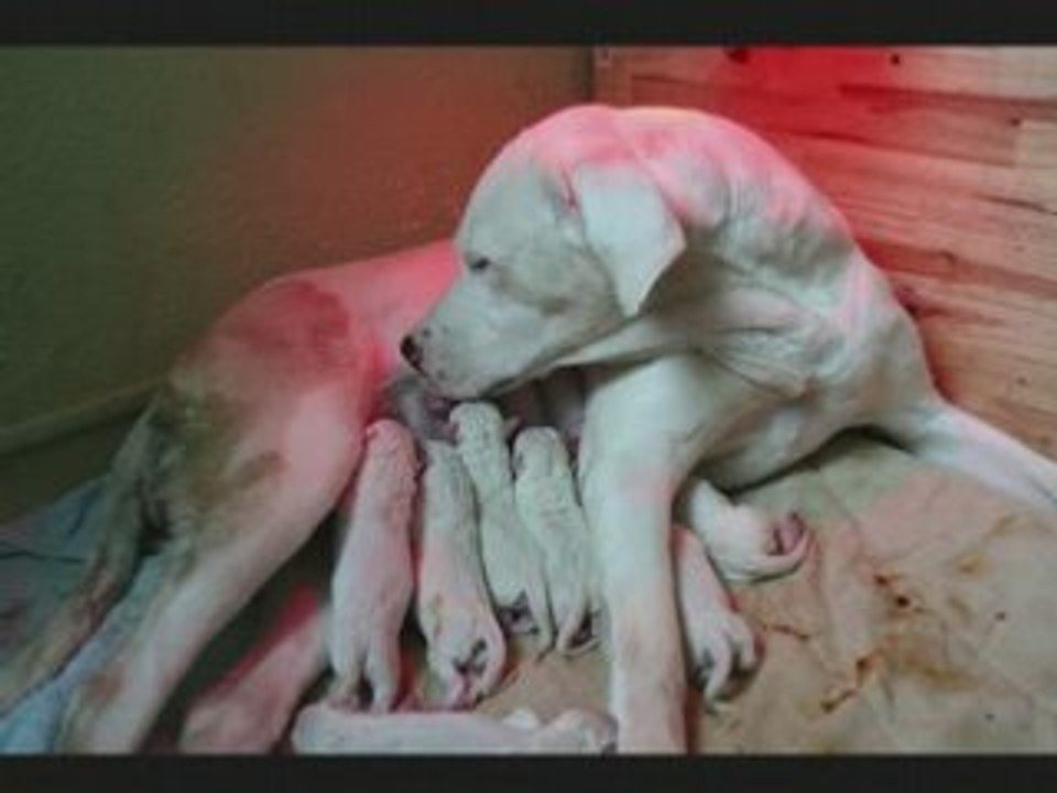 BEBE DOGO naissance