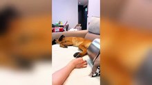 You Will Die Laughing At These Dog 😹🐶The Funniest dog Moments Compilation 🐾