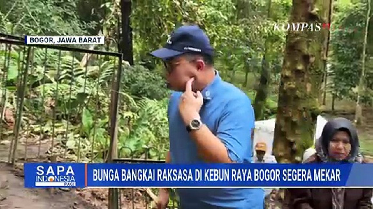 Langka! Penampakan Bunga Bangkai Raksasa di Keb...