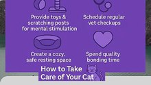 how to take care of your cat