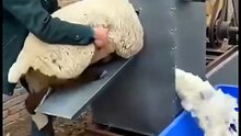😳 Wool In… Bare Sheep Out in Seconds 🤯🐑