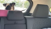 Silly dog mistakes windshield wipers for a threat and attacks the car