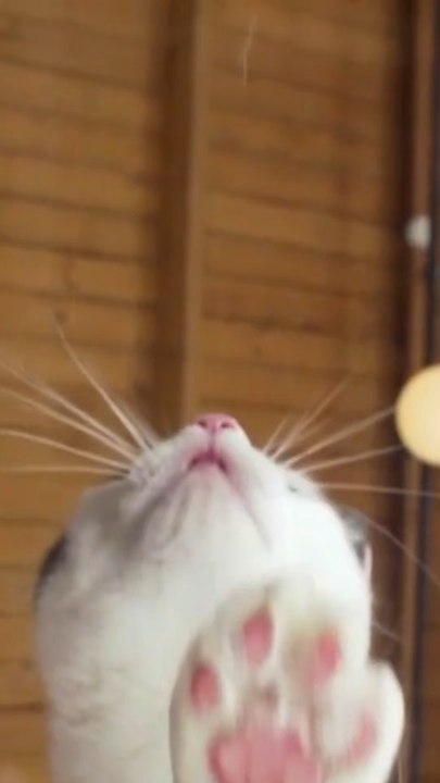 La chaine d'actualités