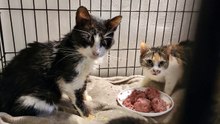 Any help would make a big difference for our sanctuary and animals!