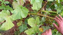 Simple okra harvesting