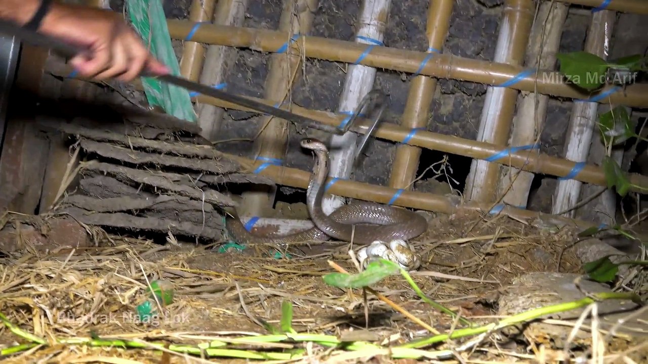 cobra snake rescue part 2