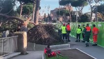 Roma, crolla un altro albero ai Fori Imperiali: tre feriti lievi