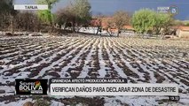 Granizo provoca daños en cultivos de cebolla, tomate y uva en Uriondo, Tarija
